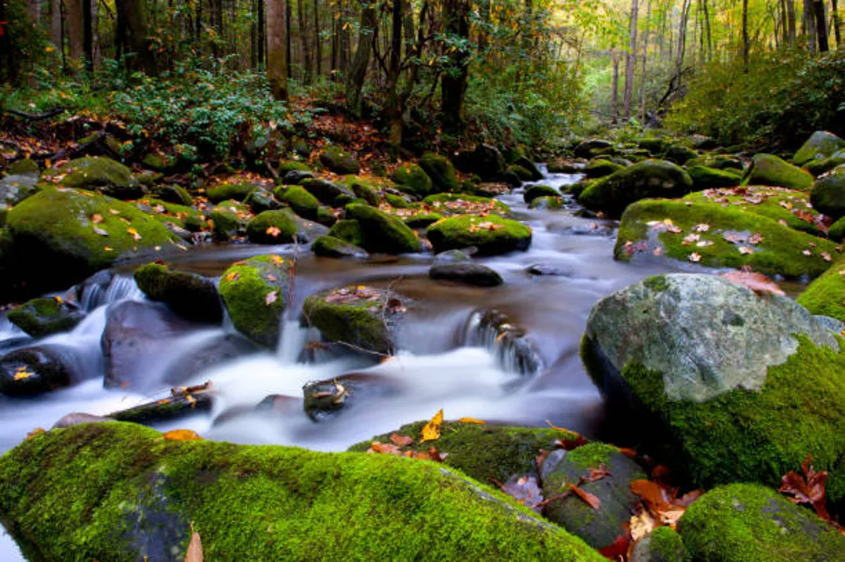 A serene exterior view of a gentle stream winding through moss-covered rocks and surrounded by autumn-colored trees. The tranquil landscape hints at peaceful walks, nature exploration, and the opportunity for dogs and owners to enjoy the great outdoors together in a picturesque, natural setting.